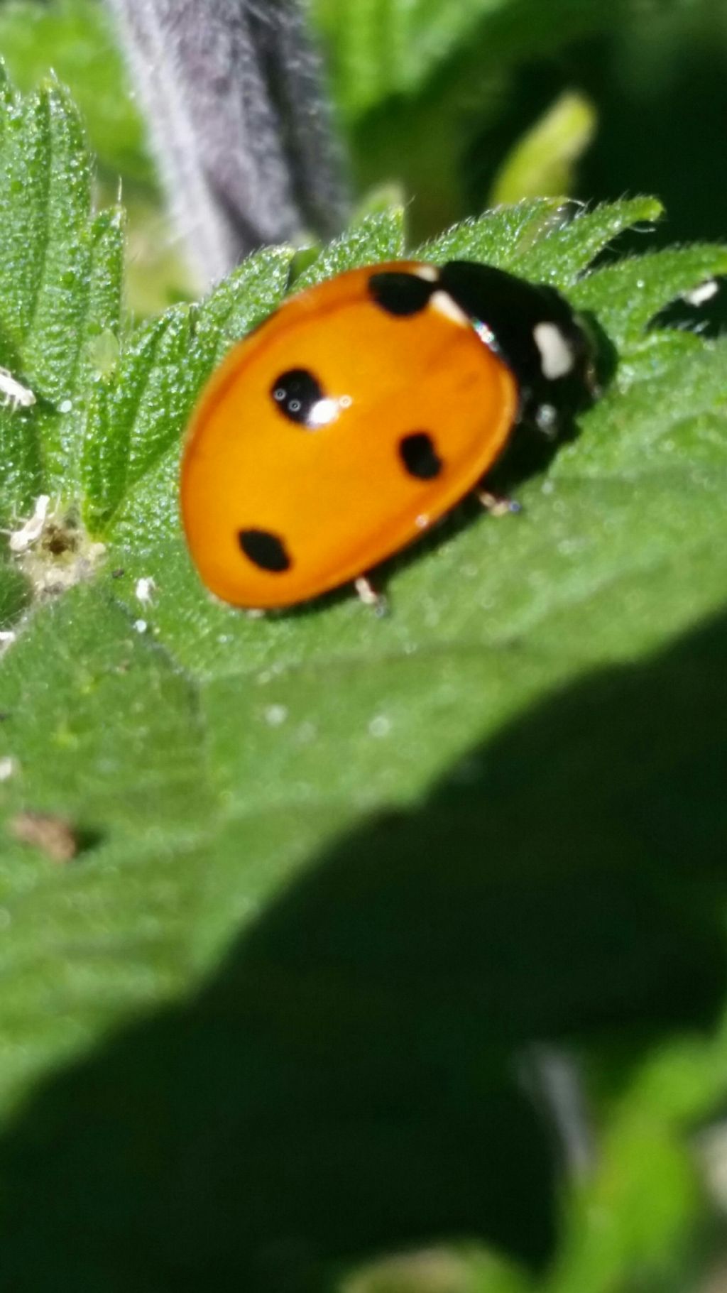 Coccinellidae:  Coccinella septempunctata